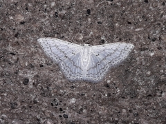 Idaea tacturata