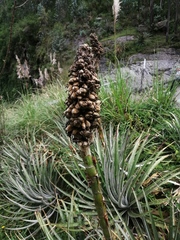 Puya glomerifera