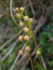Pyrola morrisonensis