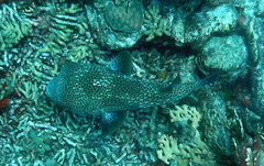 Chilomycterus reticulatus