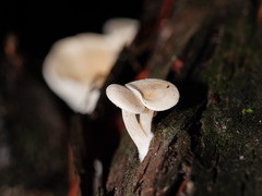 Clitocybe semiocculta