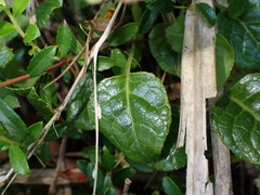 Pyrola morrisonensis