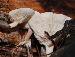 Clitocybe semiocculta