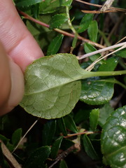 Pyrola morrisonensis