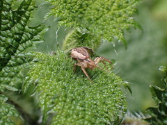 Xysticus croceus