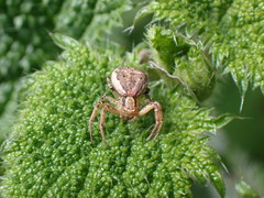 Xysticus croceus