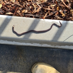 Cacophis harriettae
