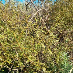 Salix mucronata mucronata