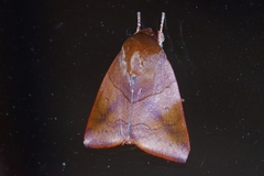 Xenochroa internifusca