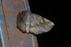 Pangrapta flavomacula