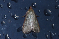 Orthopygia repetita