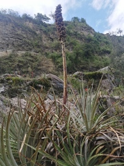 Puya glomerifera