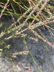 Kunzea capitata
