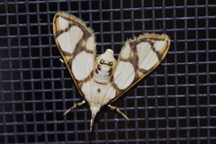 Cirrhochrista kosemponialis
