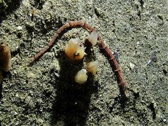 Halicampus macrorhynchus