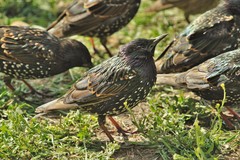 Sturnus vulgaris