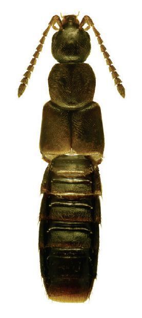 Aloconota