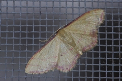 Idaea okinawensis
