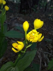 Cephalanthera falcata