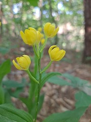 Cephalanthera falcata
