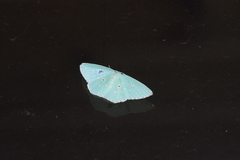 Comostola subtiliaria