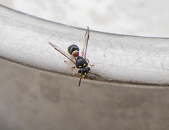 Paraleptomenes miniatus