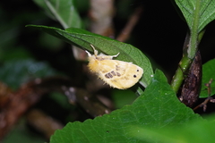 Artaxa sakaguchii