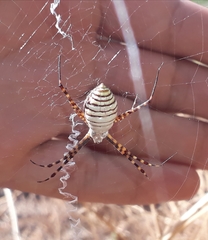 Argiope trifasciata