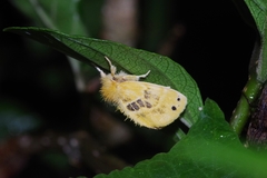 Artaxa sakaguchii