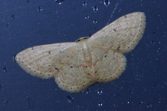 Idaea sakuraii
