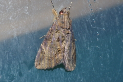 Ercheia dubia