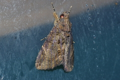 Ercheia dubia