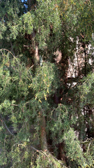 Juniperus