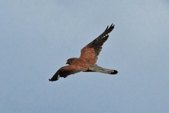 Falco tinnunculus