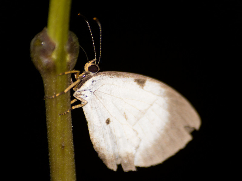 Liptenina