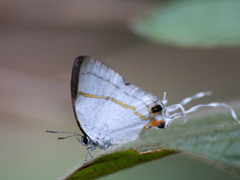 Hypolycaena
