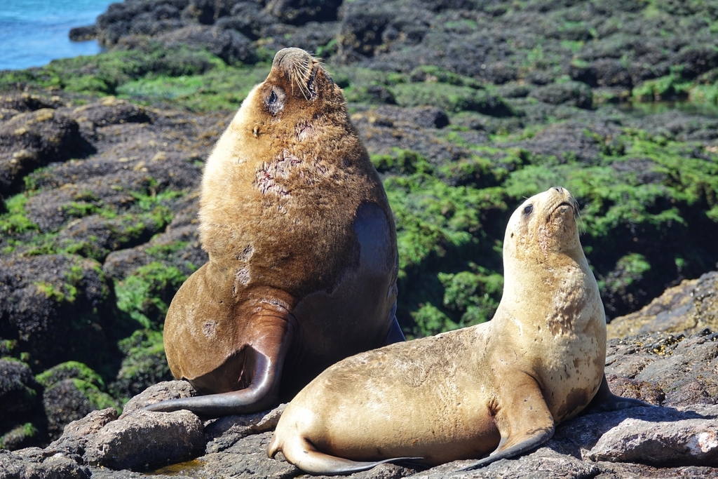 South American Sea Lion from Argentina on January 18, 2021 at 03:31 PM ...