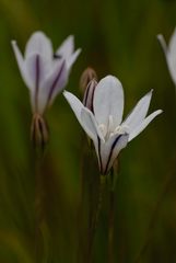 Triteleia peduncularis