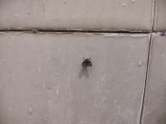 Clogmia albipunctata