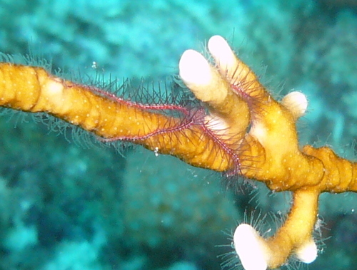 Ophiothrix suensonii image