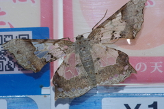 Krananda semihyalina