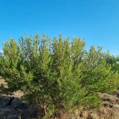 Dodonaea viscosa angustifolia