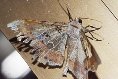 Krananda semihyalina