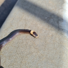 Cacophis harriettae