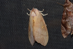 Euhampsonia cristata