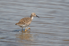 Calidris pugnax