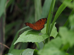 Junonia hedonia