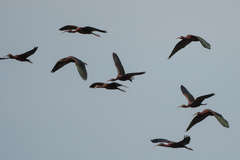 Plegadis falcinellus