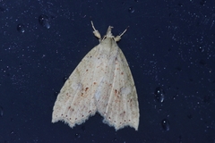 Olulis puncticinctalis