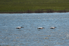 Pelecanus crispus